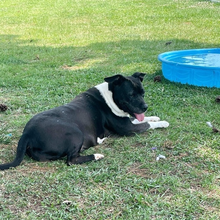 Snow White - 13 yo senior