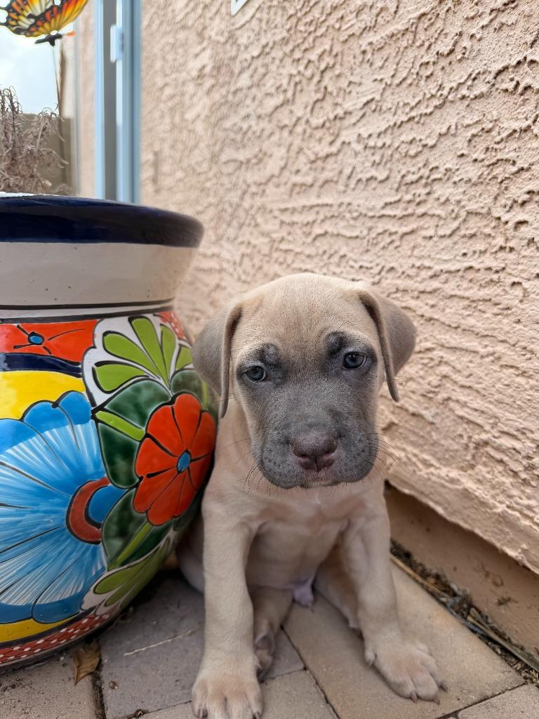 Hannibal, Adoptable, Puppy Male Pit Bull Terrier & American Bully.