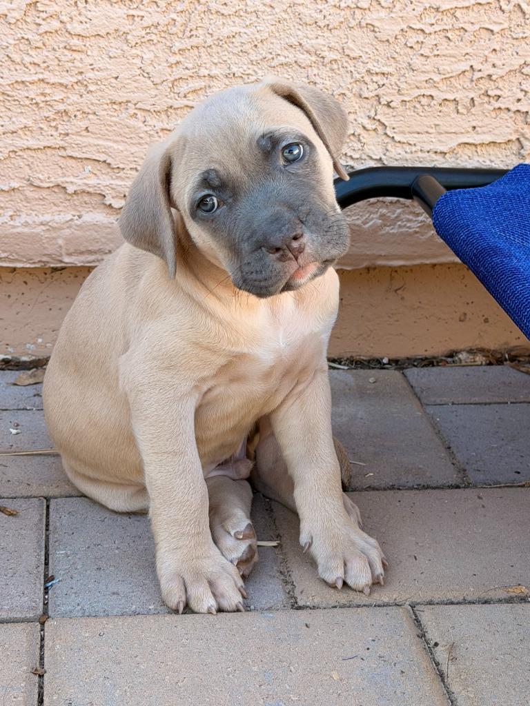 Enlarge Hannibal, a Adoptable mixed breed in Phoenix, AZ image 2/5