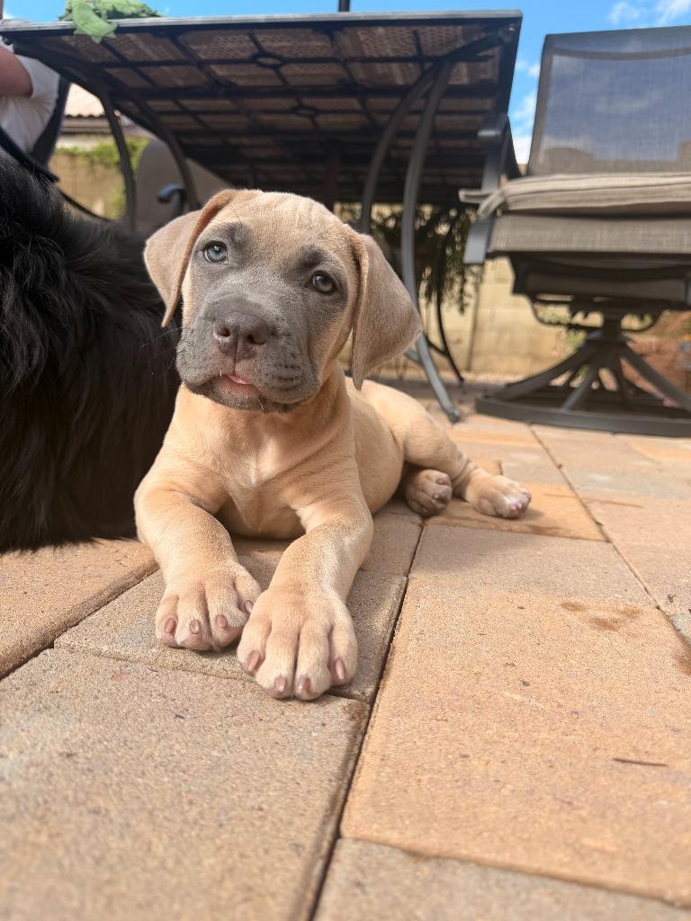 Enlarge Hannibal, a Adoptable mixed breed in Phoenix, AZ image 3/5