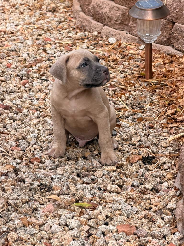 Enlarge Hannibal, a Adoptable mixed breed in Phoenix, AZ image 4/5