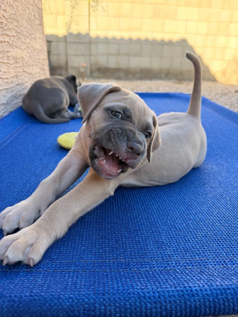 Enlarge Hannibal, a Adoptable mixed breed in Phoenix, AZ image 5/5