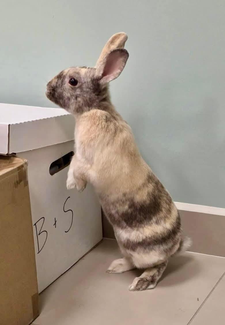 Checkers, a Adoptable Bunny Rabbit in Paradis, LA image 1/5