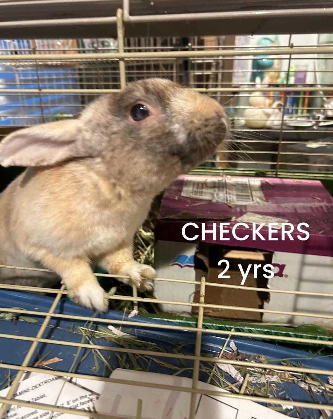 Checkers, a Adoptable Bunny Rabbit in Paradis, LA image 2/5