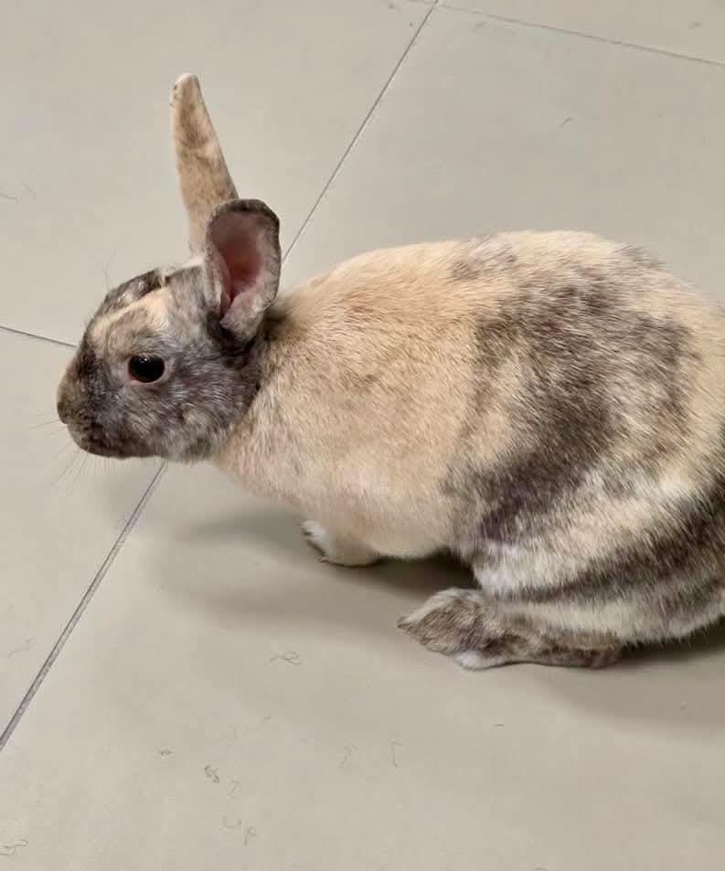 Checkers, a Adoptable Bunny Rabbit in Paradis, LA image 3/5