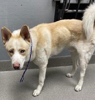 Enlarge **Maui**, a Adoptable Akita in Romoland, CA image 1/4