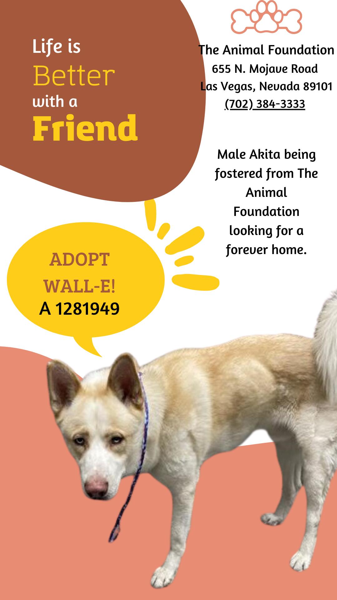 Enlarge **Maui**, a Adoptable Akita in Romoland, CA image 2/4