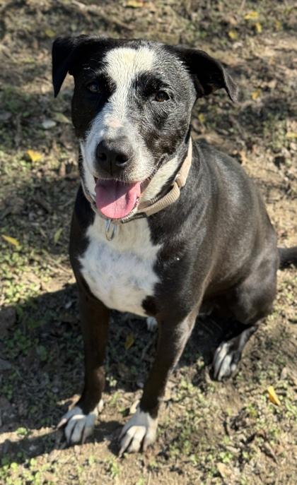 Baylor — thumbnail 2