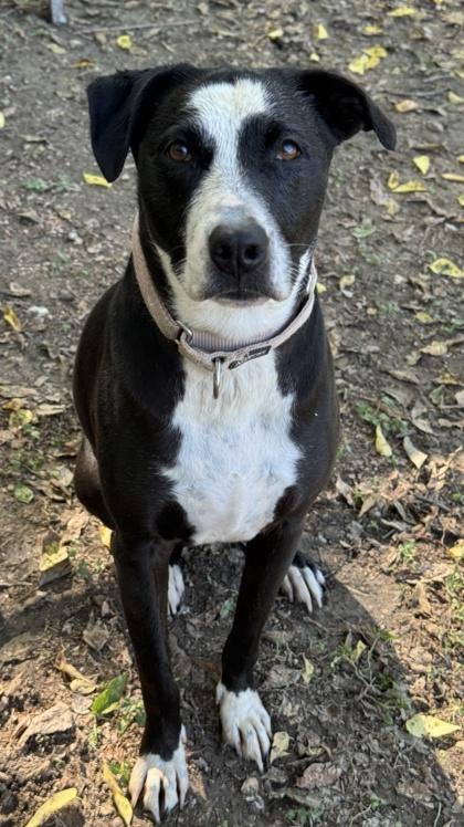 Baylor — thumbnail 3