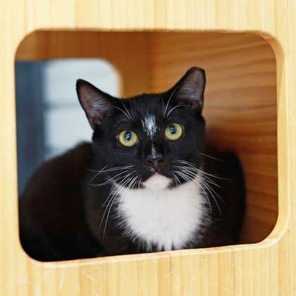 Marlin, Adoptable, Adult Male Domestic Short Hair.