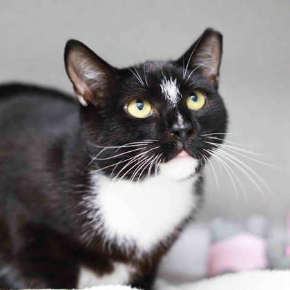 Marlin, a Adoptable mixed breed in Atlanta, GA image 2/2