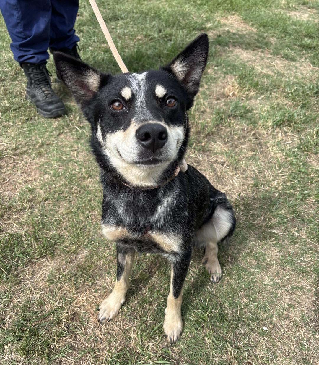 Prescott, adopted, Adult Male Australian Cattle Dog / Blue Heeler.