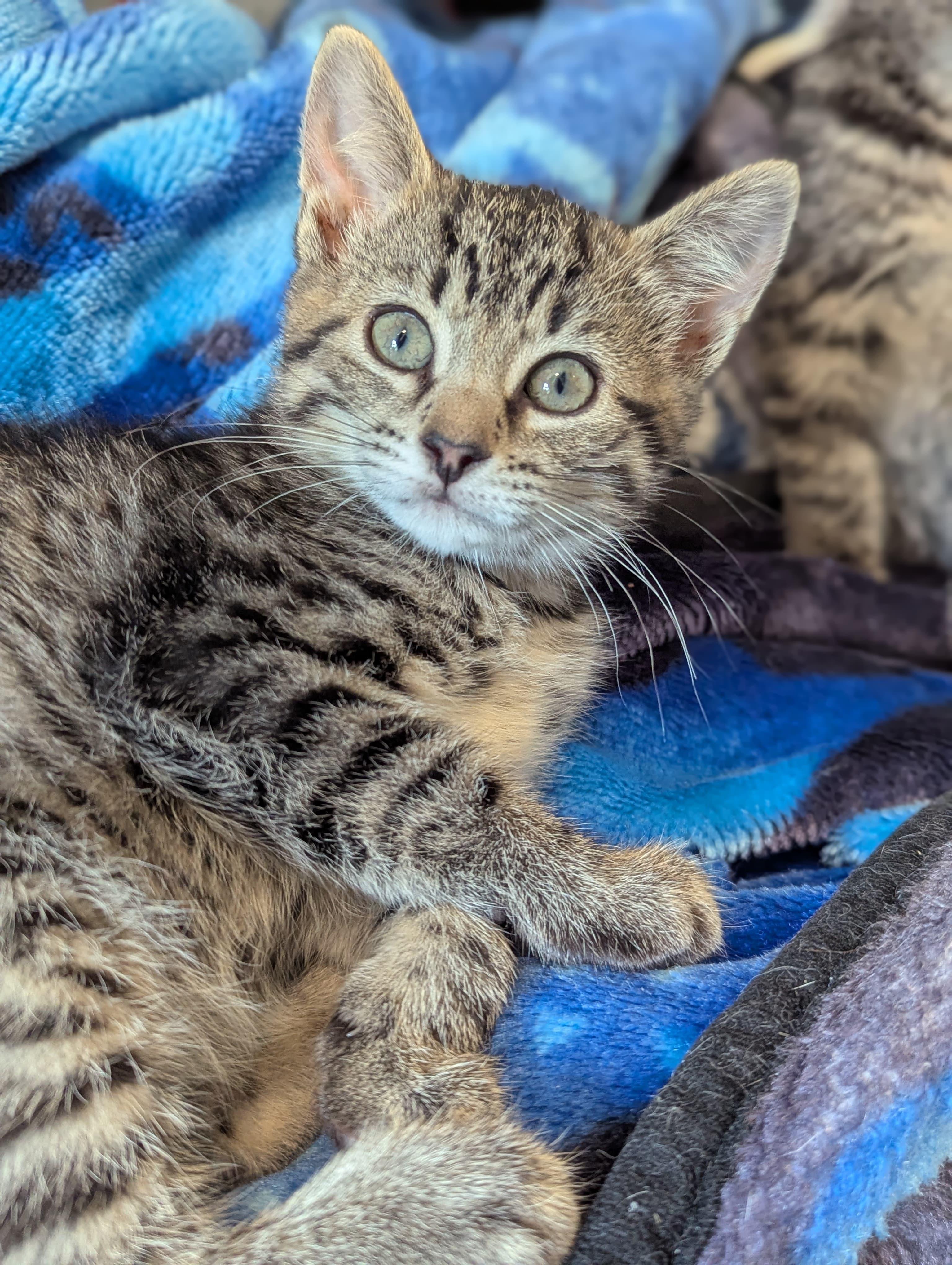 Jess, ADOPTABLE, Kitten Female Domestic Short Hair.