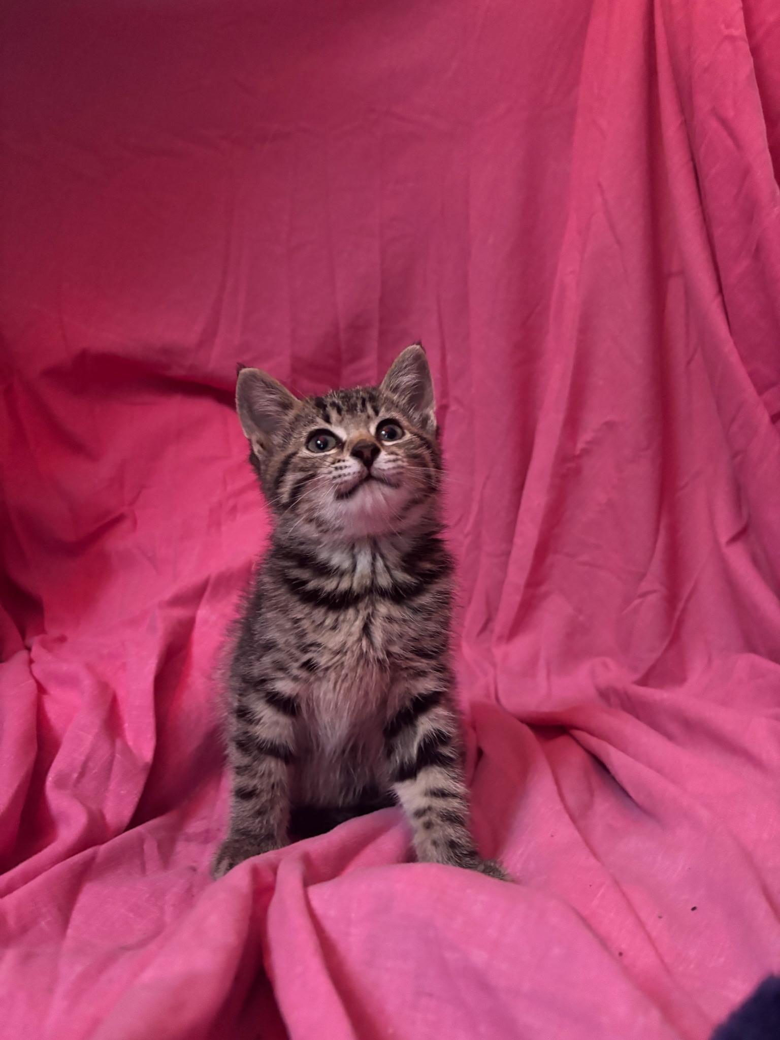 Jess, a ADOPTABLE Domestic Short Hair in Morristown, NJ image 4/4