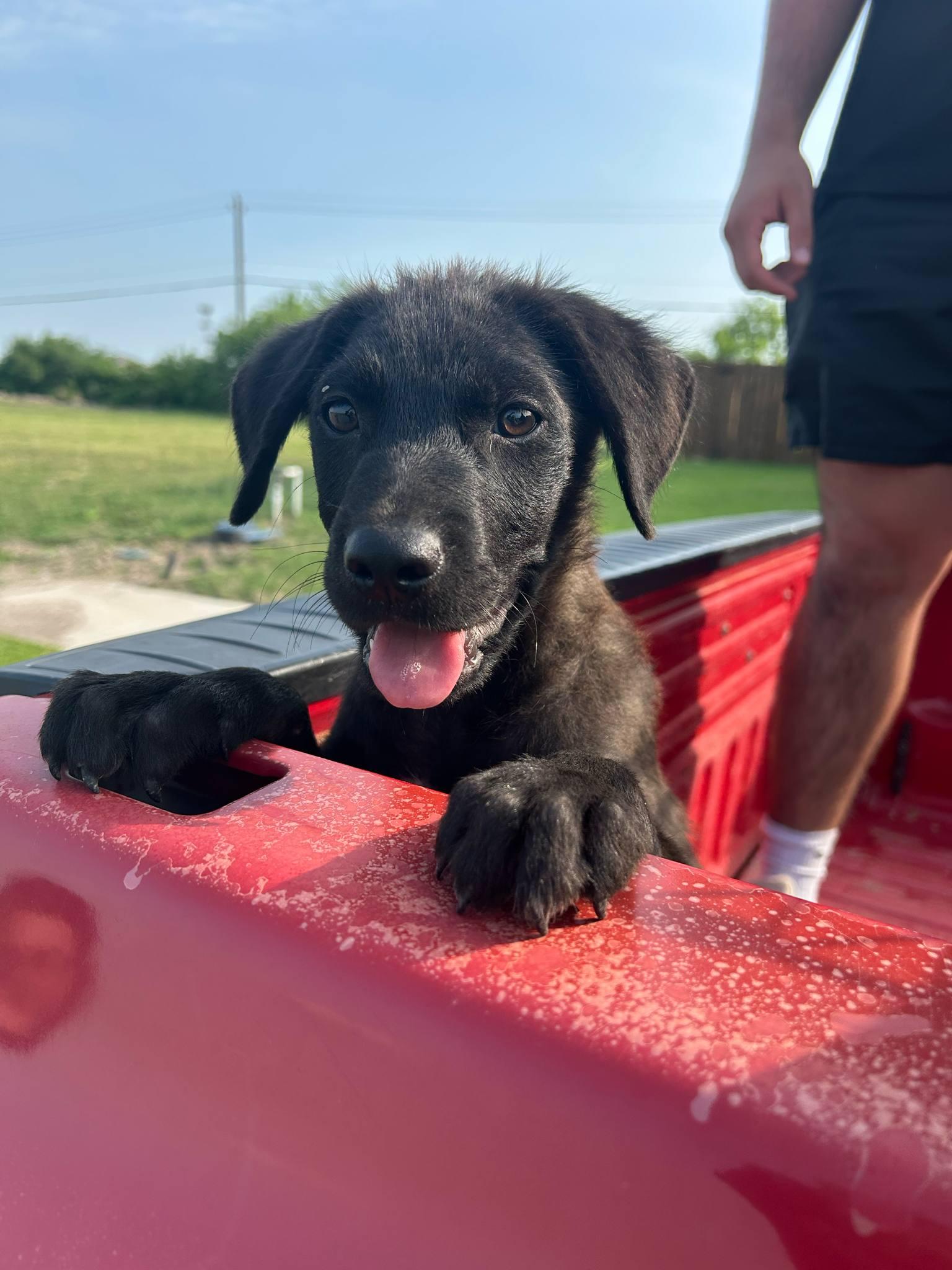 Charlie, an adoptable Labrador Retriever in Eau Claire, WI, 54703 | Photo Image 3