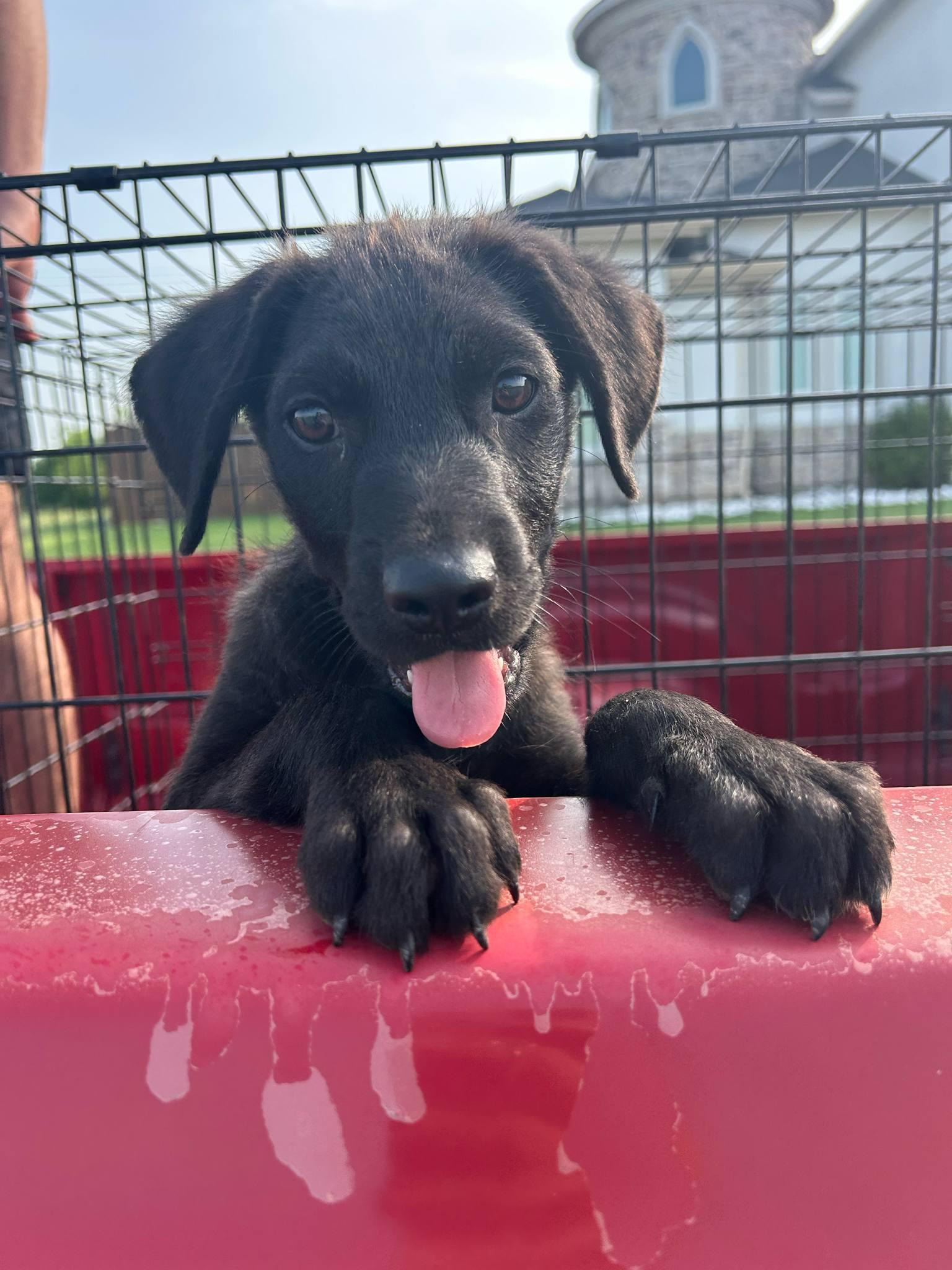 Charlie, an adoptable Labrador Retriever in Eau Claire, WI, 54703 | Photo Image 4