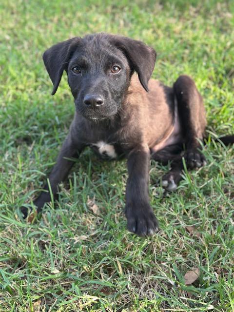 Charlie, Baby Male Labrador Retriever