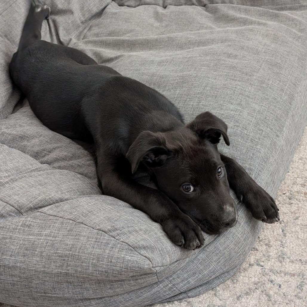 Midnight, a Adoptable Mixed Breed in Park City, UT image 1/6