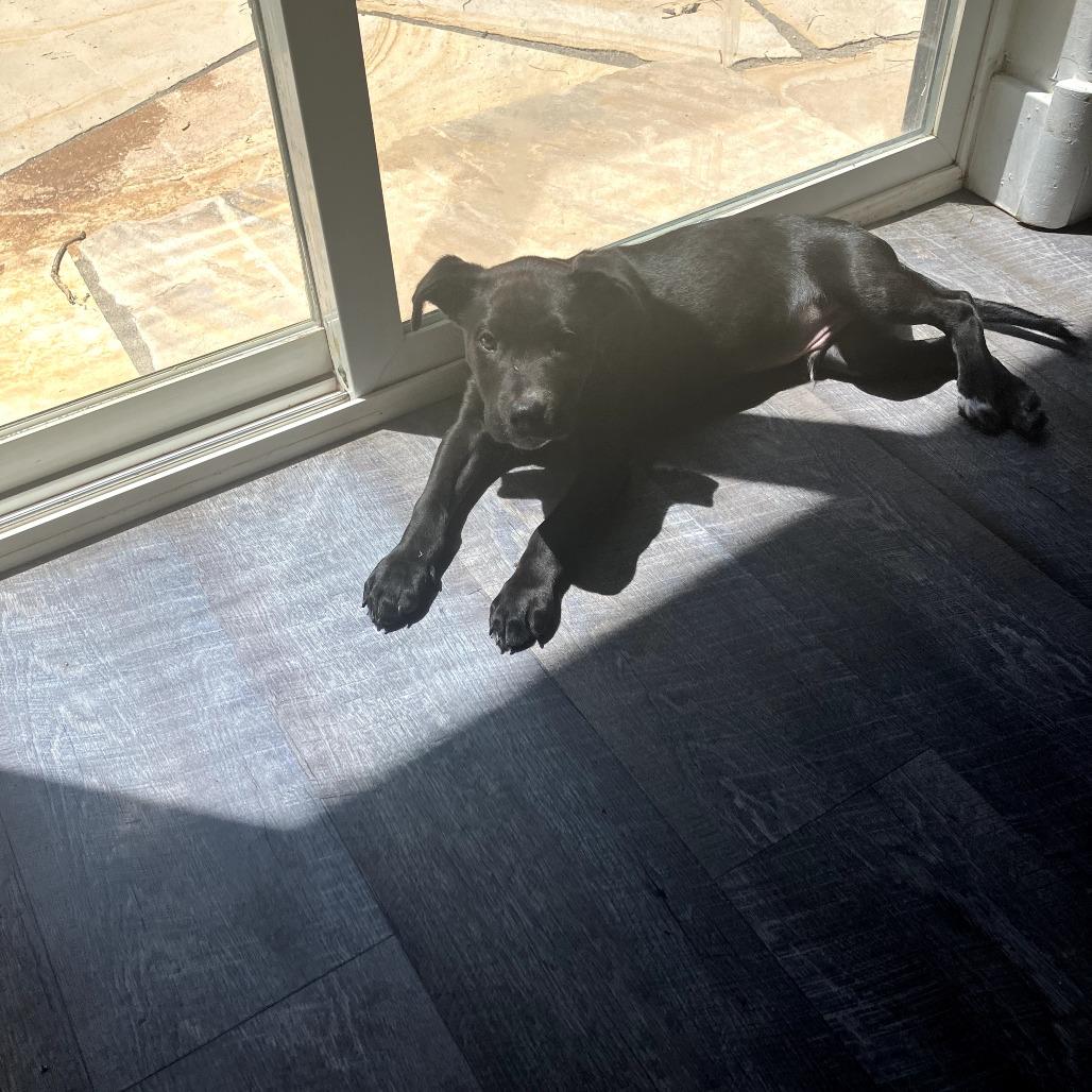 Midnight, a Adoptable Mixed Breed in Park City, UT image 2/6