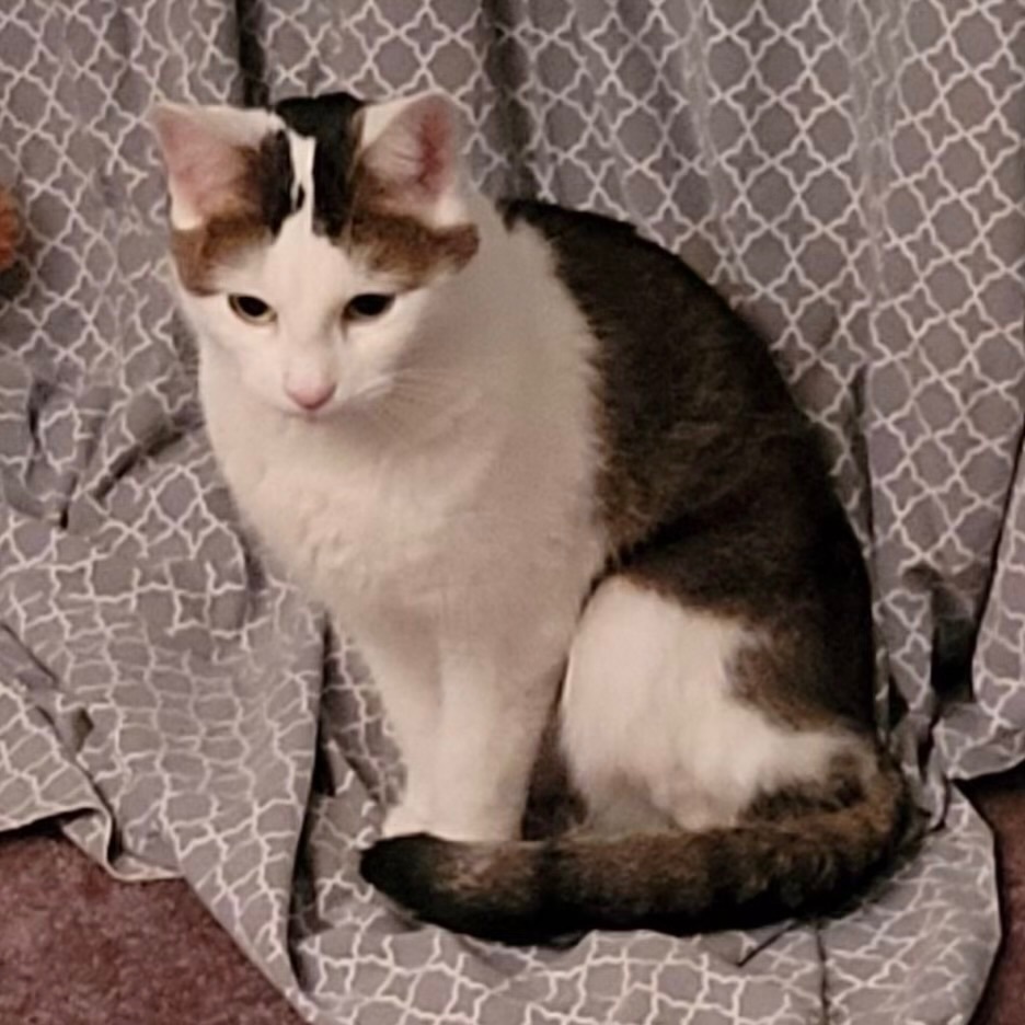 Millie, a Adoptable Domestic Short Hair in Pittstown, NJ image 1/6