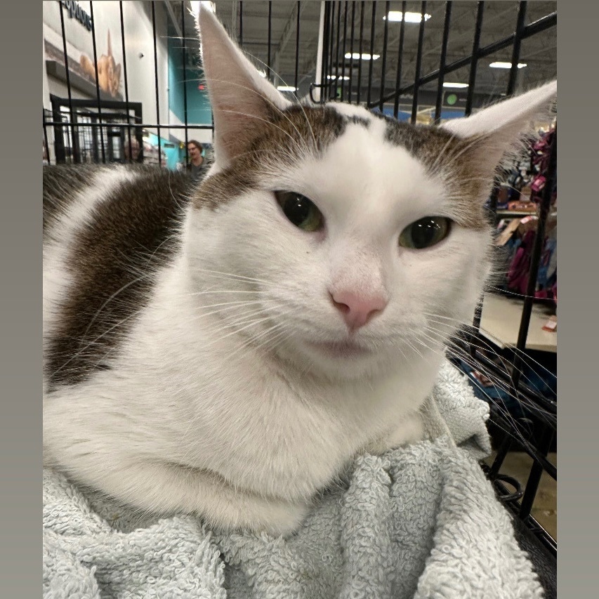 Millie, a Adoptable Domestic Short Hair in Pittstown, NJ image 3/6