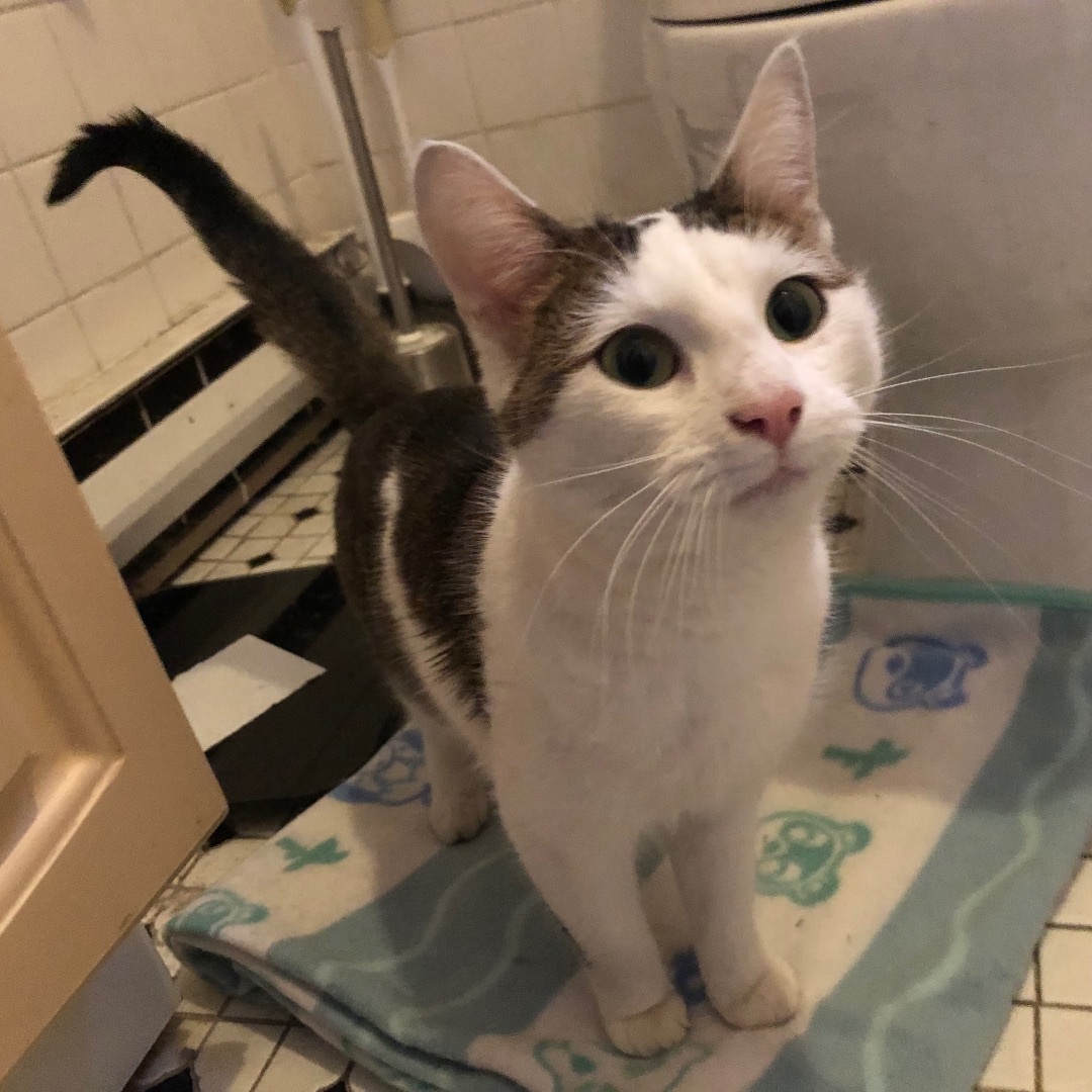 Millie, a Adoptable Domestic Short Hair in Pittstown, NJ image 4/6