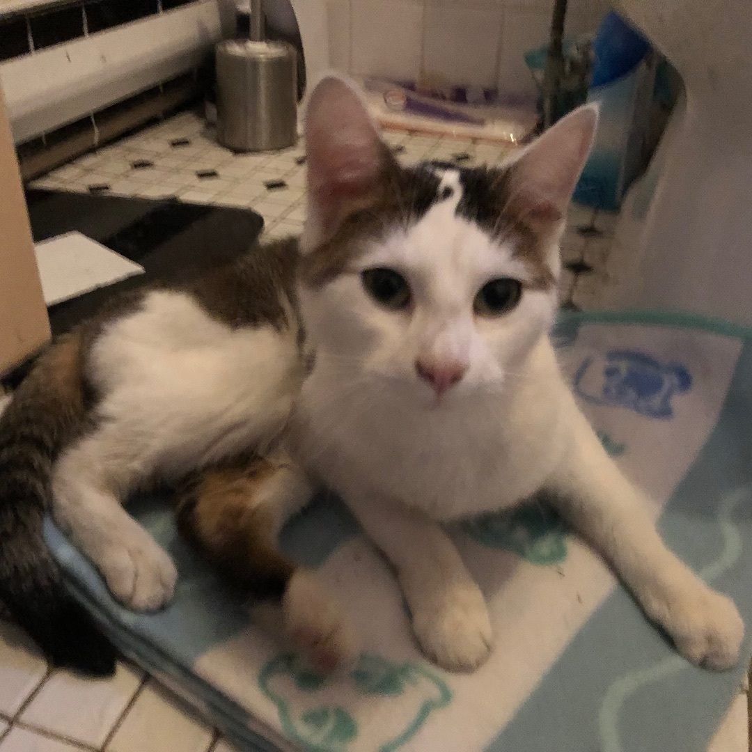 Millie, a Adoptable Domestic Short Hair in Pittstown, NJ image 5/6