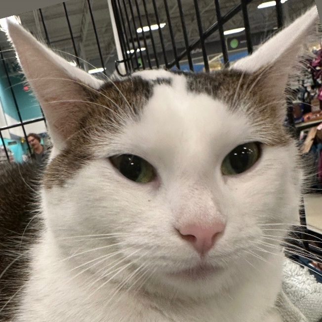 Millie, a Adoptable Domestic Short Hair in Pittstown, NJ image 6/6