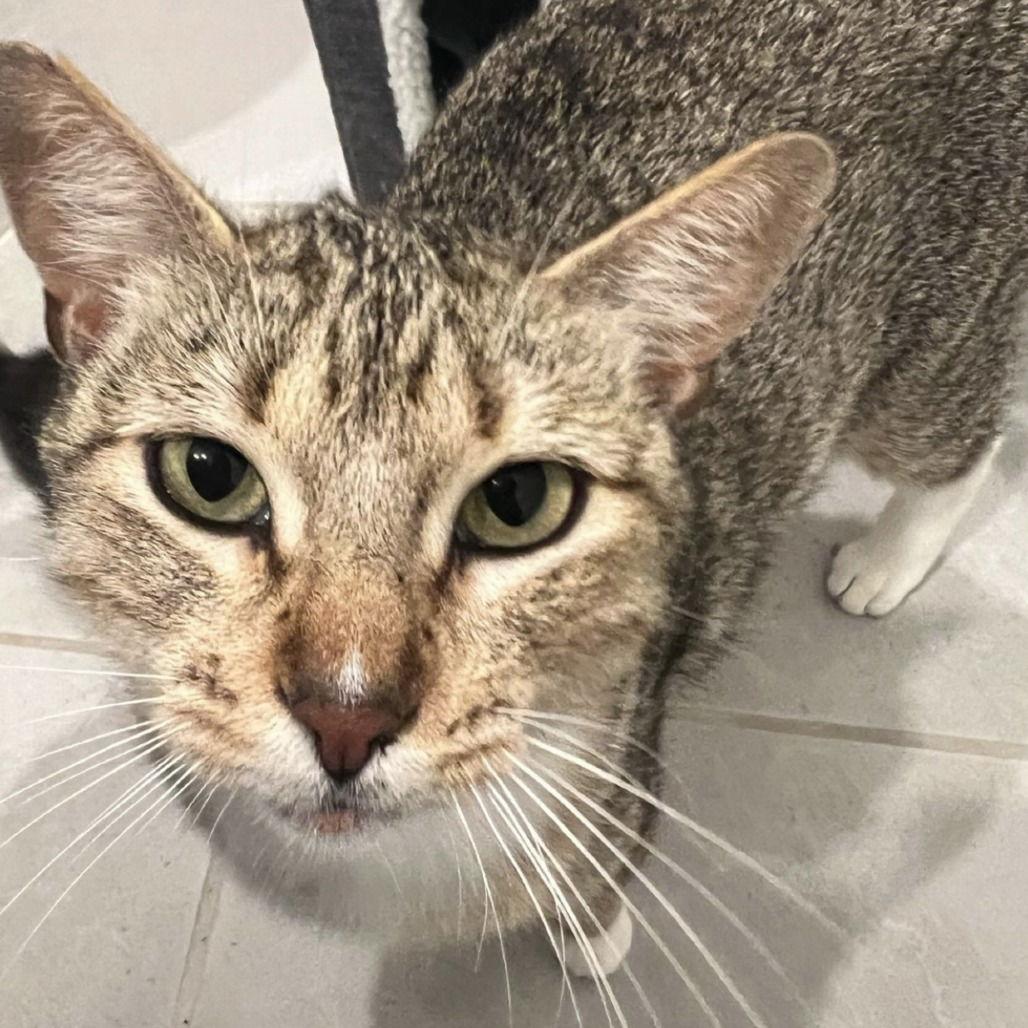 Mittens II (New Digs)