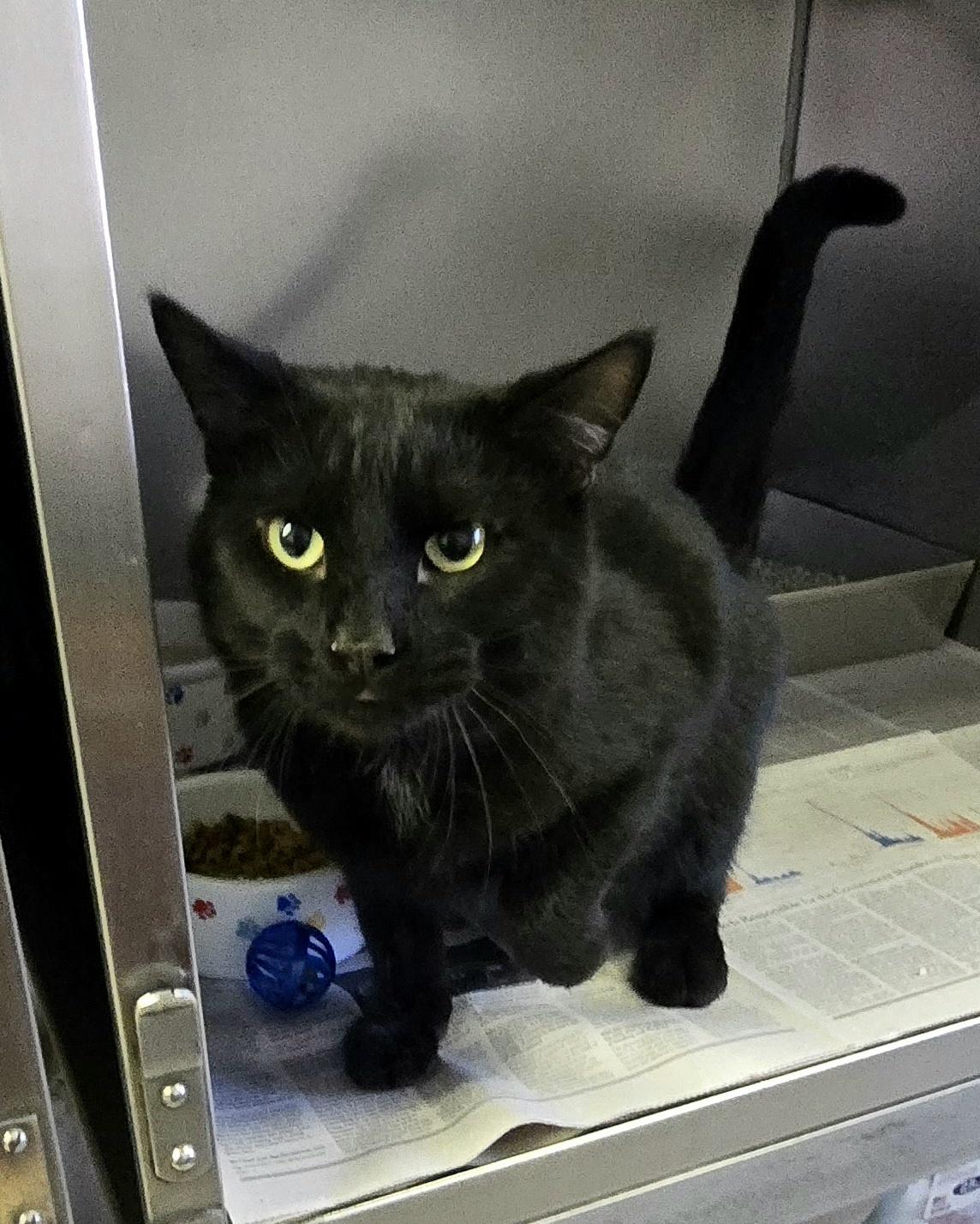 Louie, a ADOPTABLE Domestic Short Hair in Arlington Heights, IL image 2/3