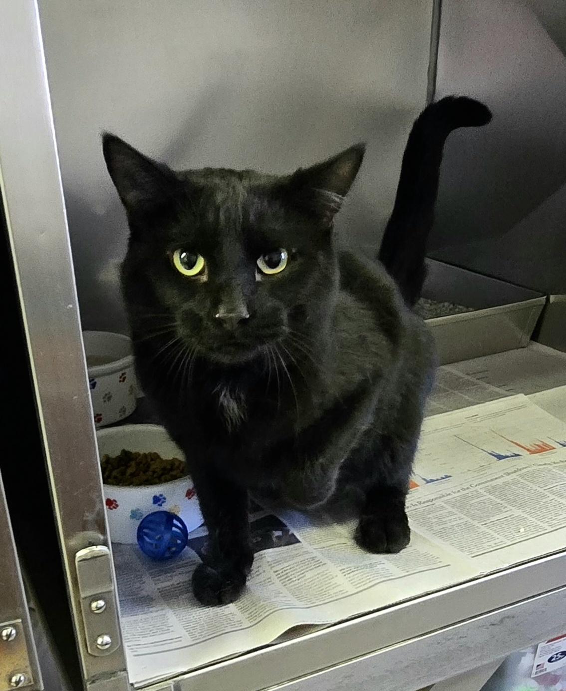 Louie, a ADOPTABLE Domestic Short Hair in Arlington Heights, IL image 3/3