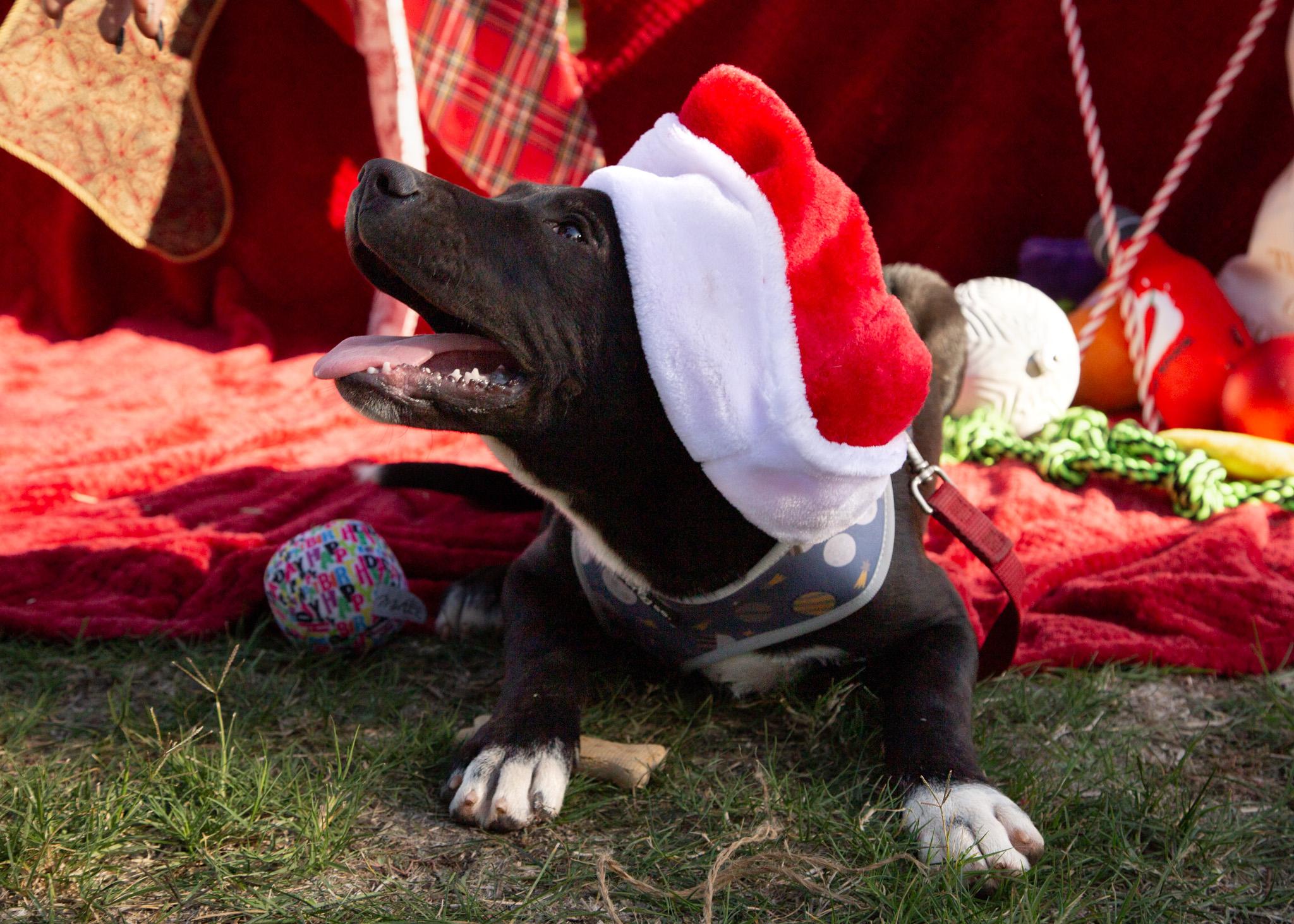 Bruce Wayne, a Adoptable mixed breed in stockton, CA image 3/6