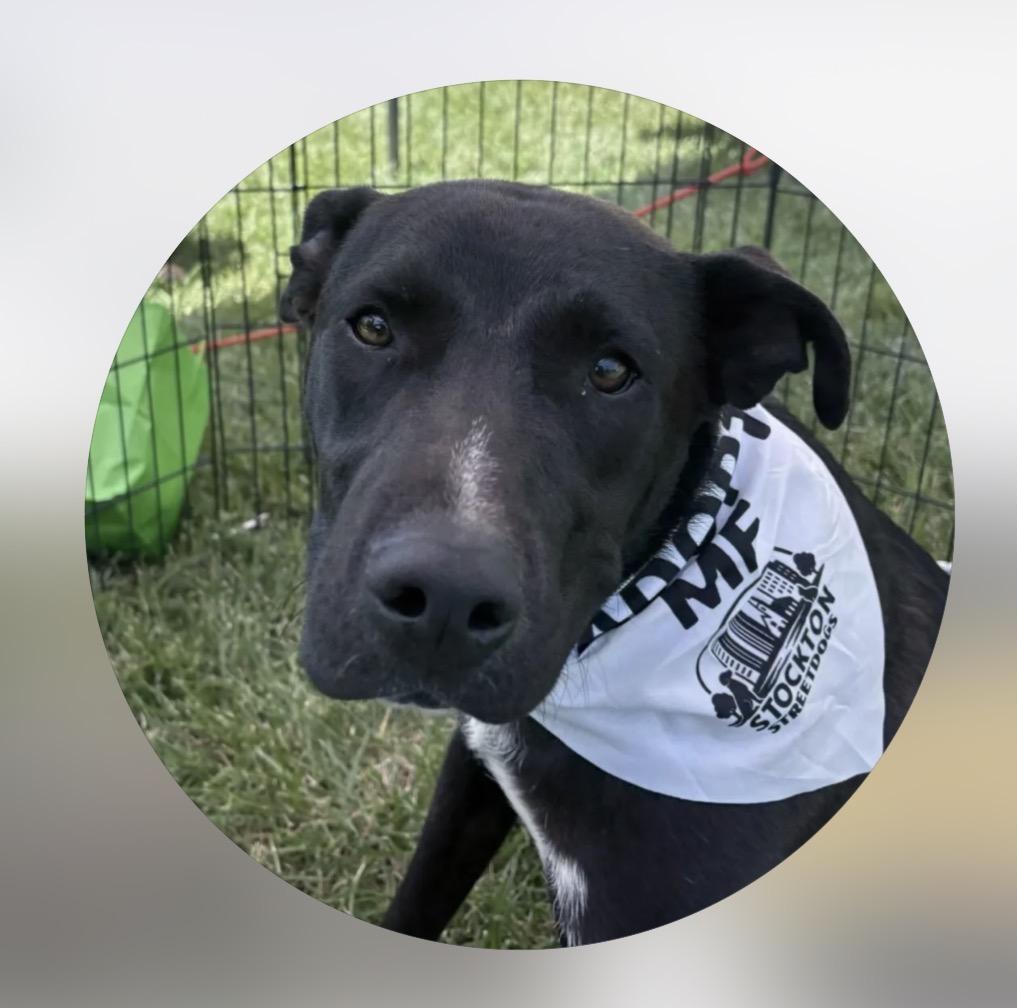 Bruce, Adoptable, Young Male Pit Bull Terrier & German Shepherd Dog.