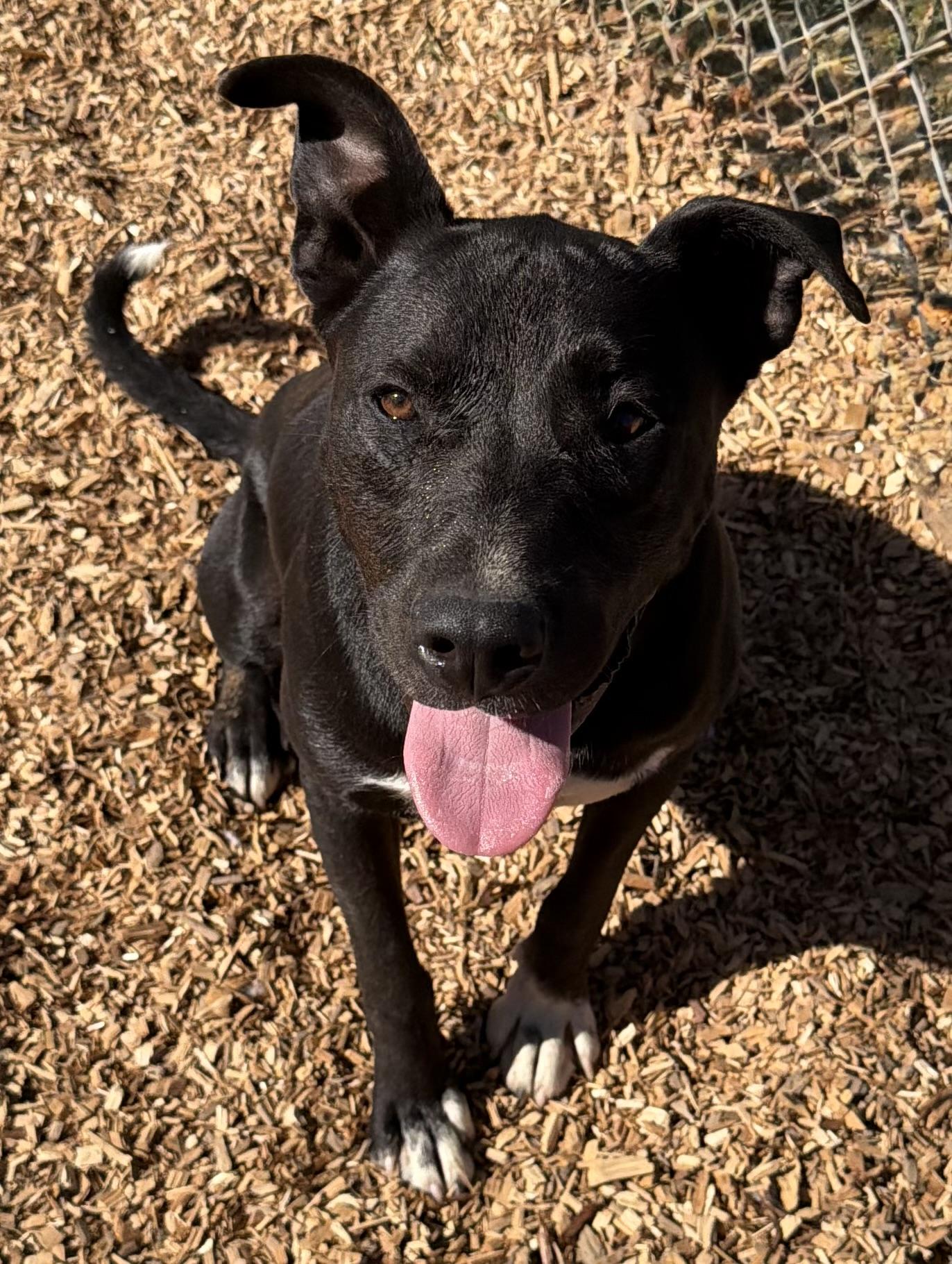 Bruce, Adoptable, Young Male Pit Bull Terrier & German Shepherd Dog.