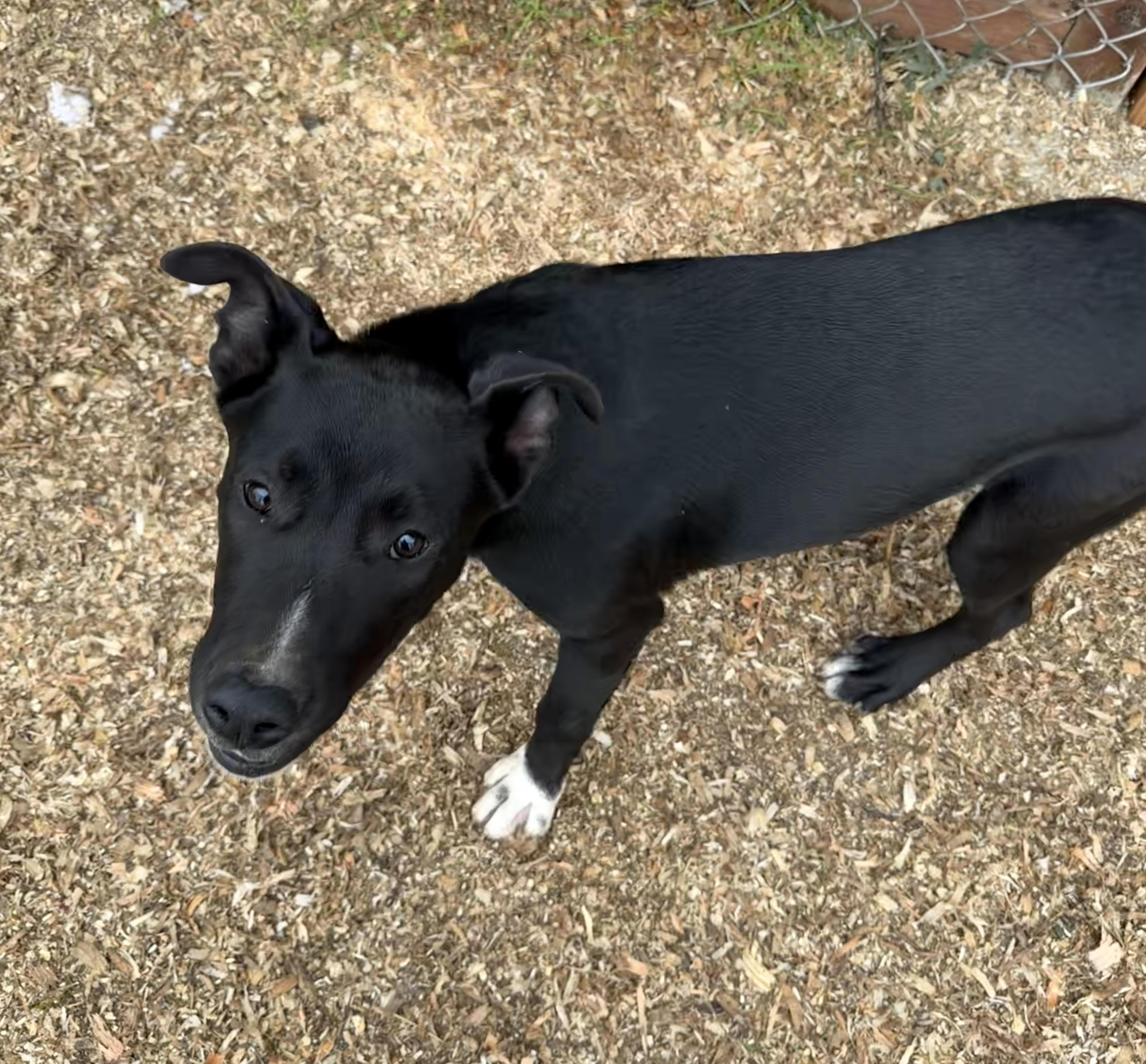 Bruce Wayne, a Adoptable mixed breed in stockton, CA image 2/6