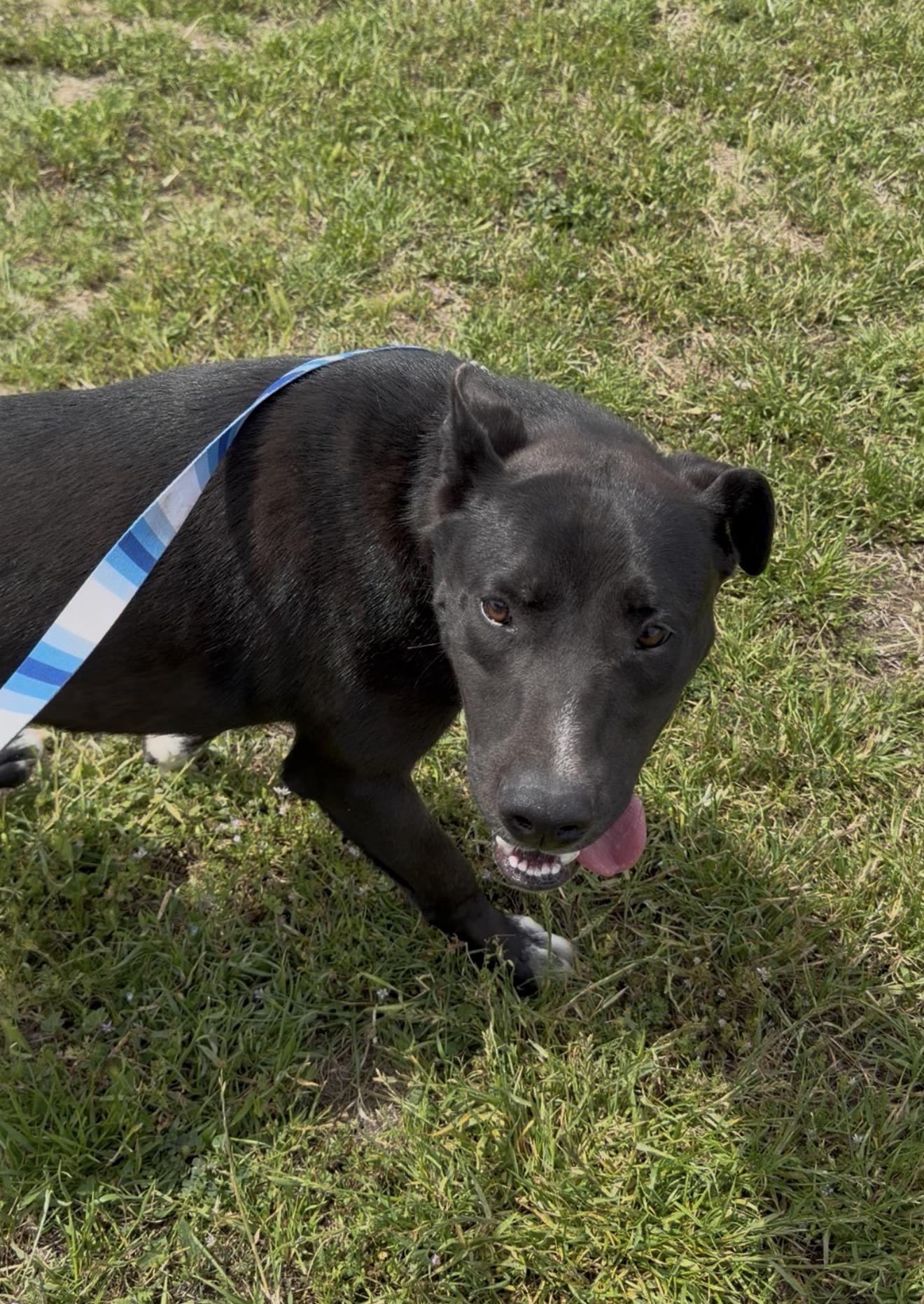 Bruce, a Adoptable mixed breed in Dublin, CA image 2/6