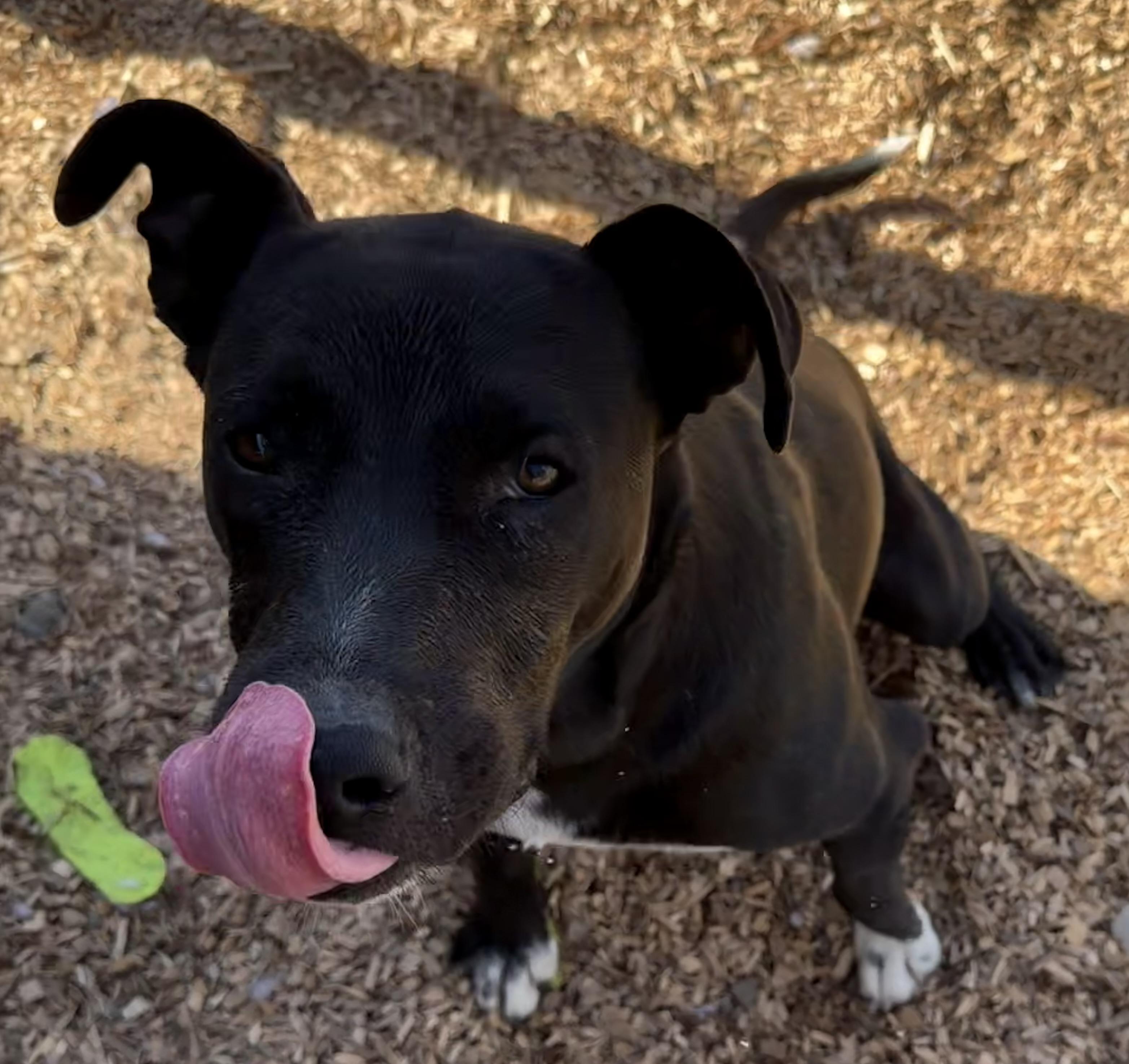 Enlarge Bruce, a Adoptable mixed breed in Dublin, CA image 2/5