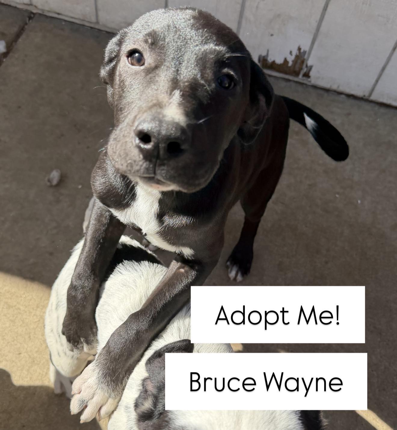 Bruce Wayne, a Adoptable mixed breed in stockton, CA image 4/6