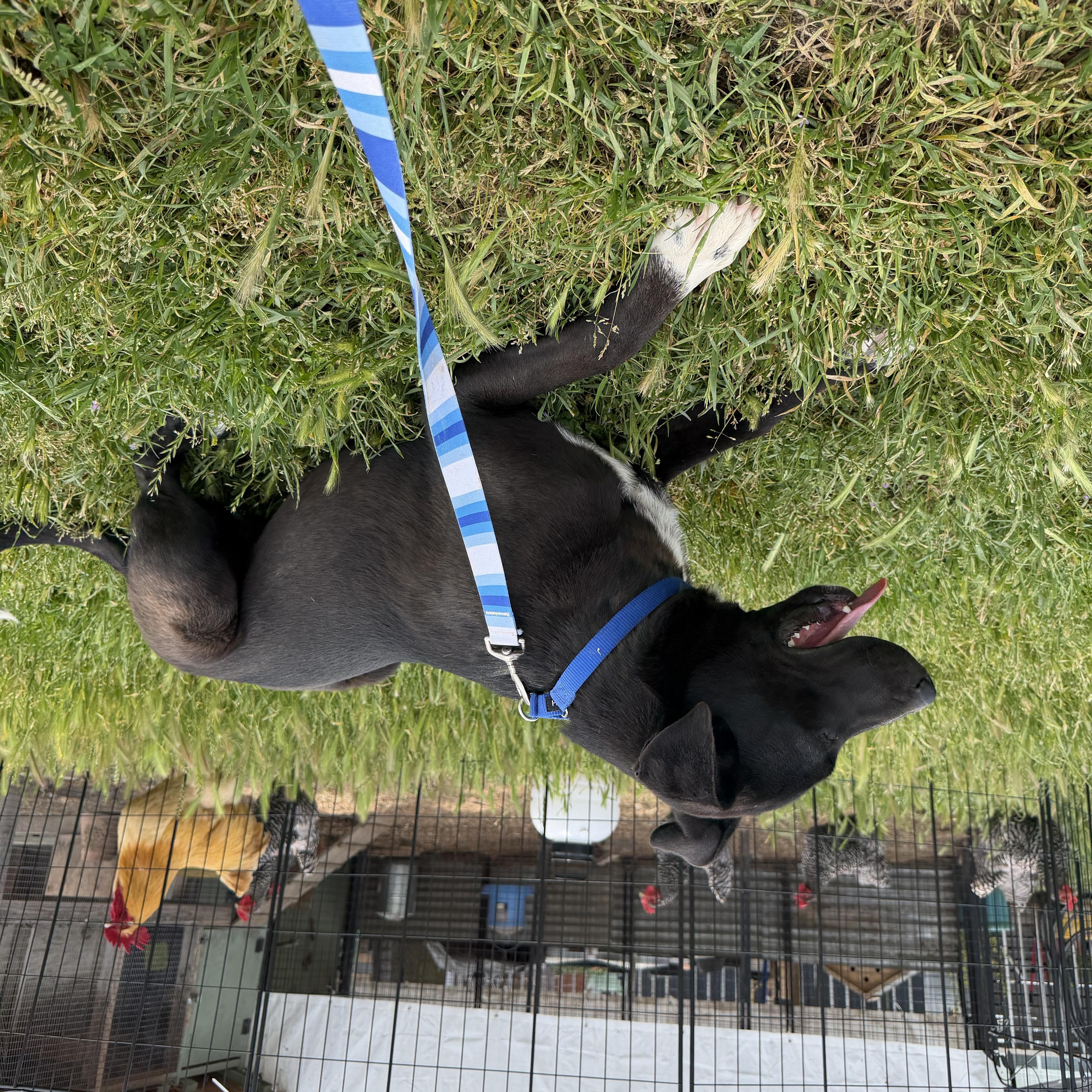 Bruce, a Adoptable mixed breed in Dublin, CA image 3/6