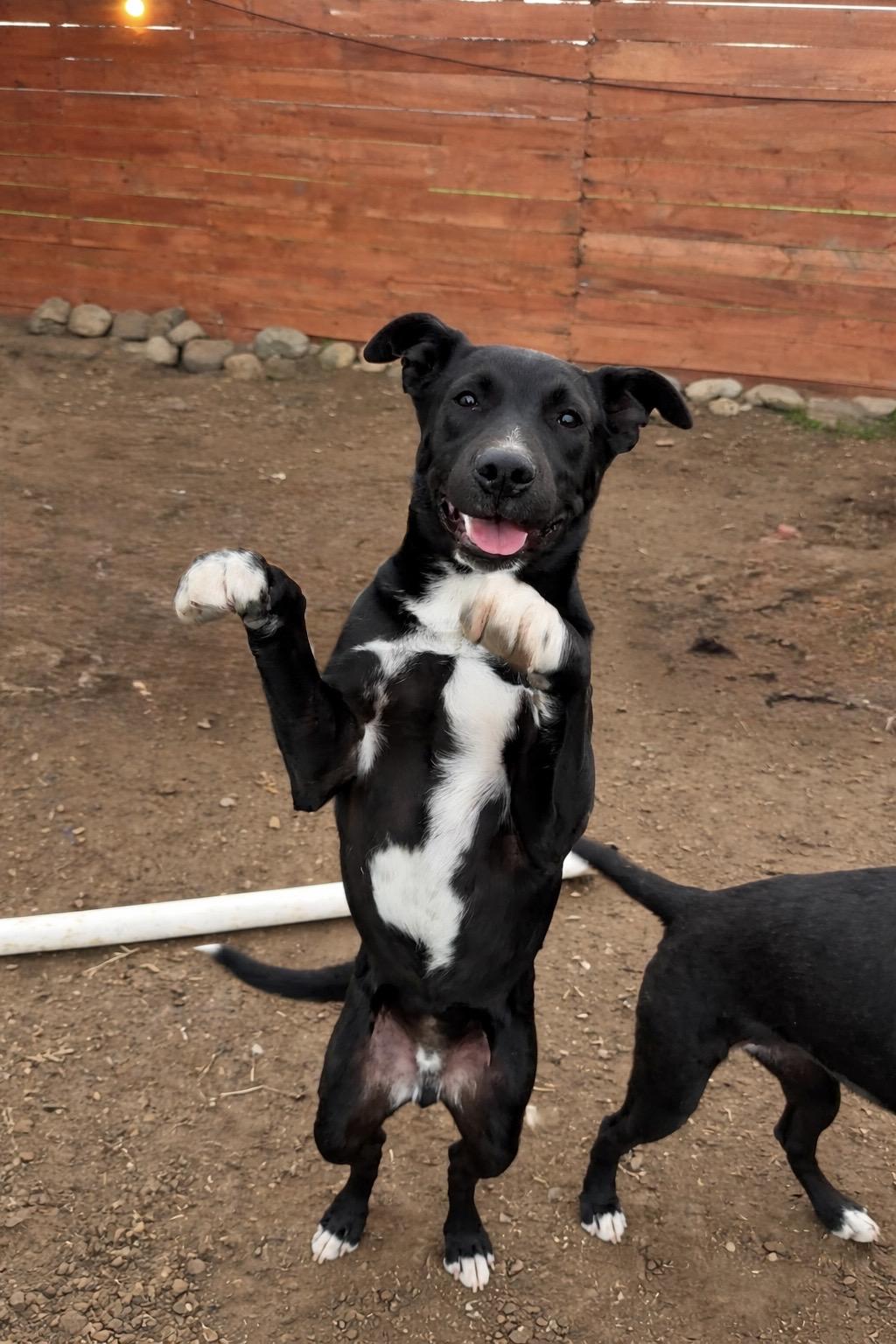 Bruce Wayne, Adoptable, Young Male Pit Bull Terrier & German Shepherd Dog.