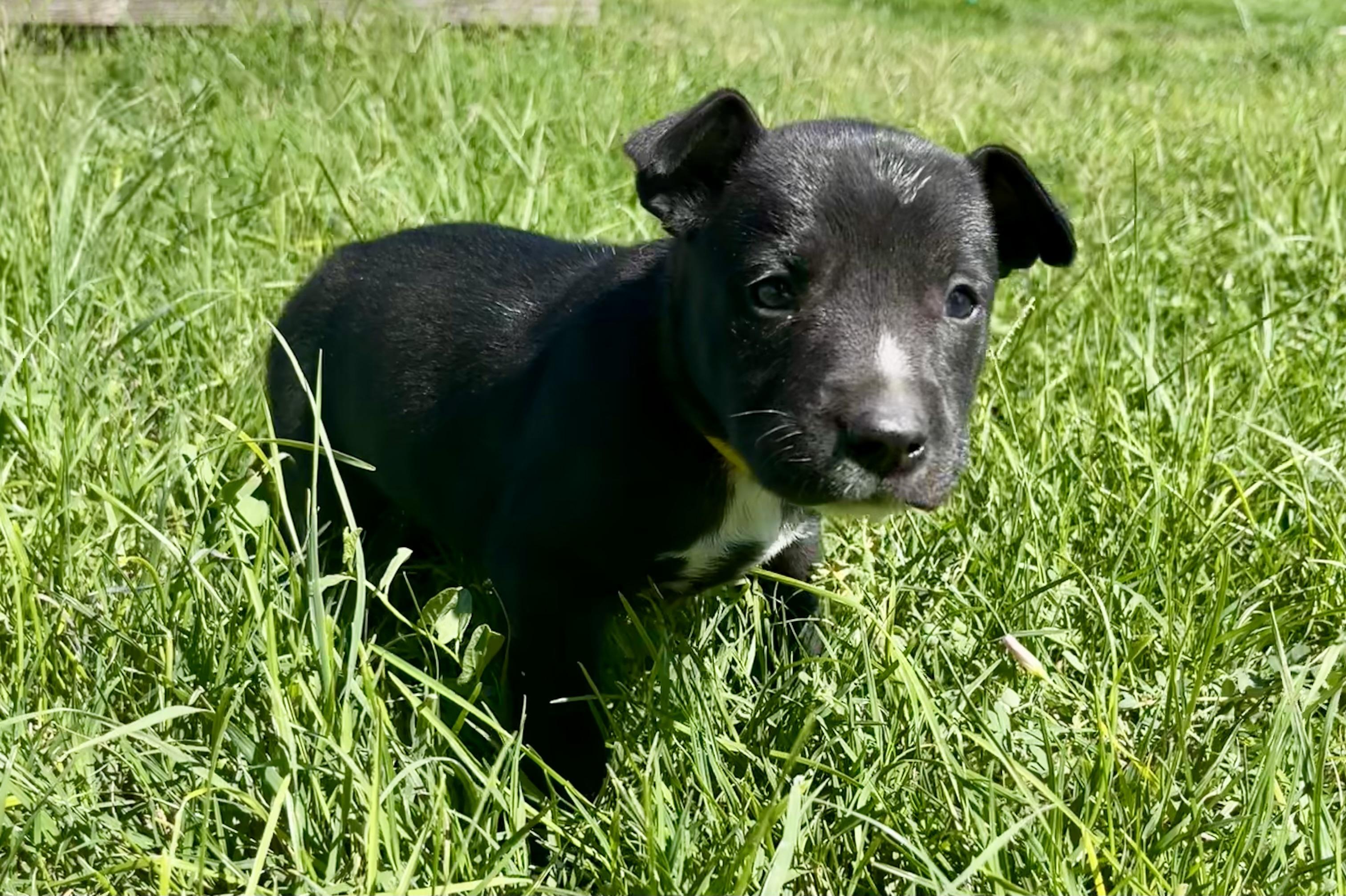 Bruce Wayne, a Adoptable mixed breed in stockton, CA image 5/6