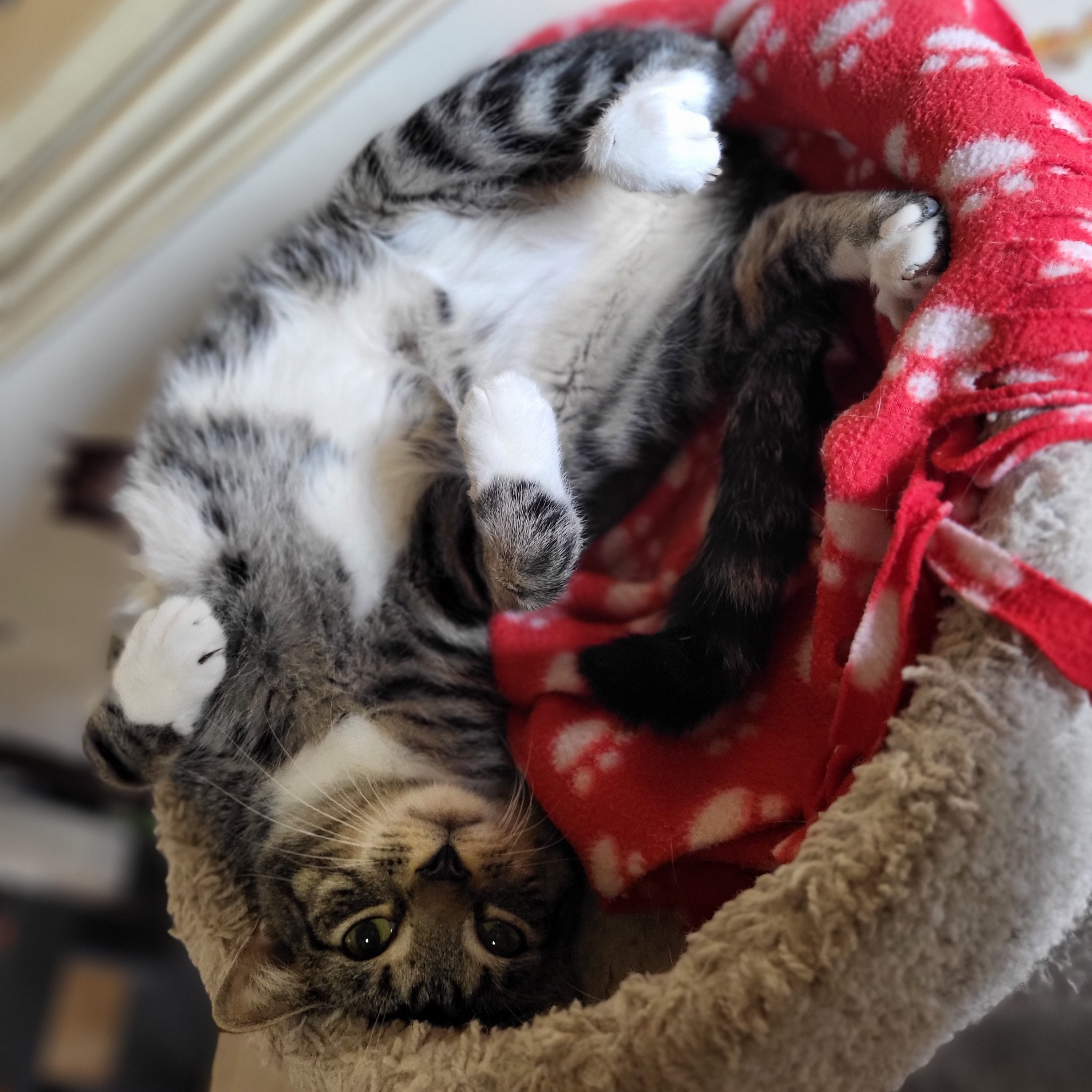 Enlarge Mello, an adoptable Domestic Short Hair in East Brunswick, NJ image 3/4