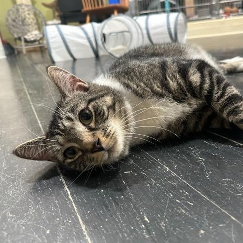 Enlarge Mello, an adoptable Domestic Short Hair in East Brunswick, NJ image 3/6