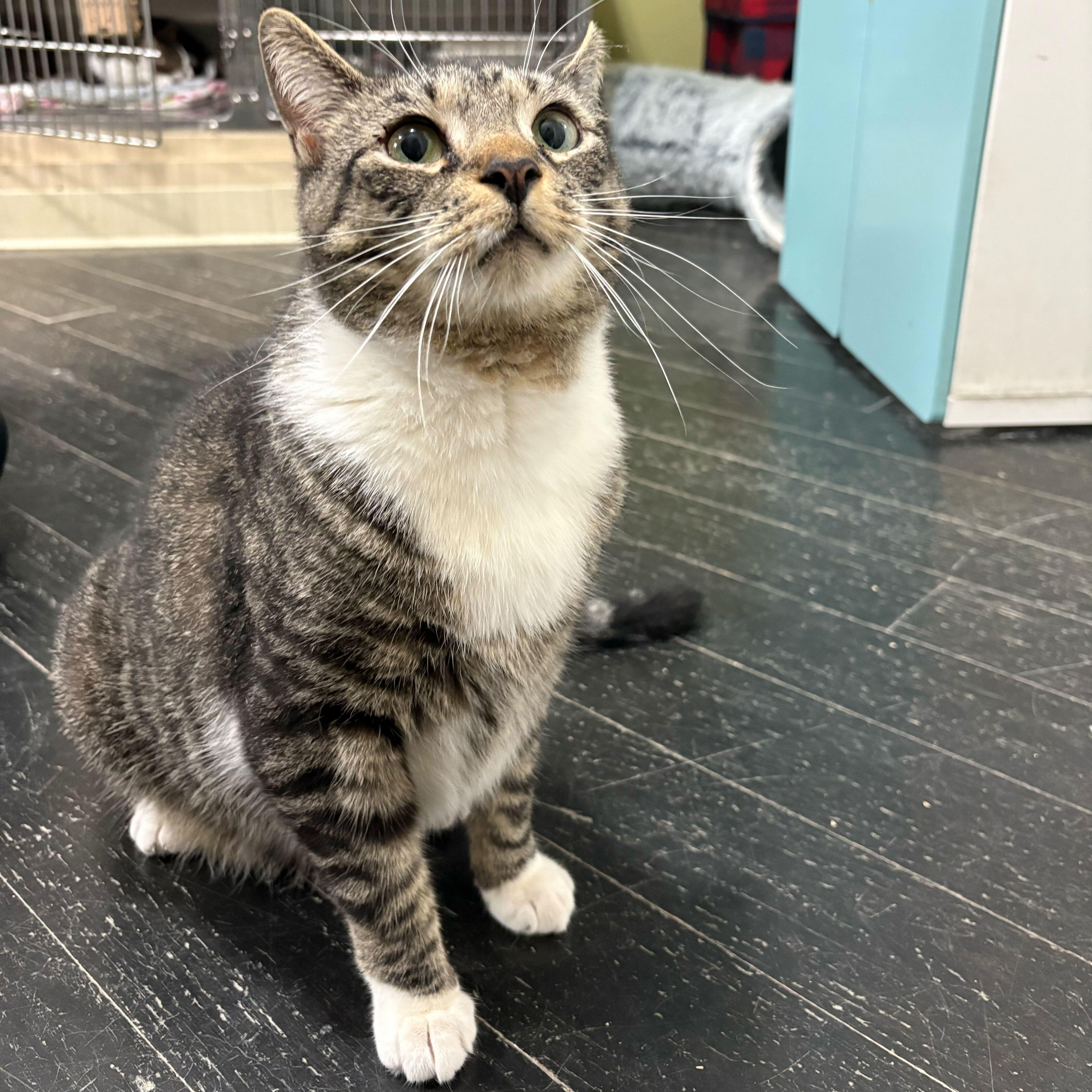 Enlarge Mello, an adoptable Domestic Short Hair in East Brunswick, NJ image 5/6