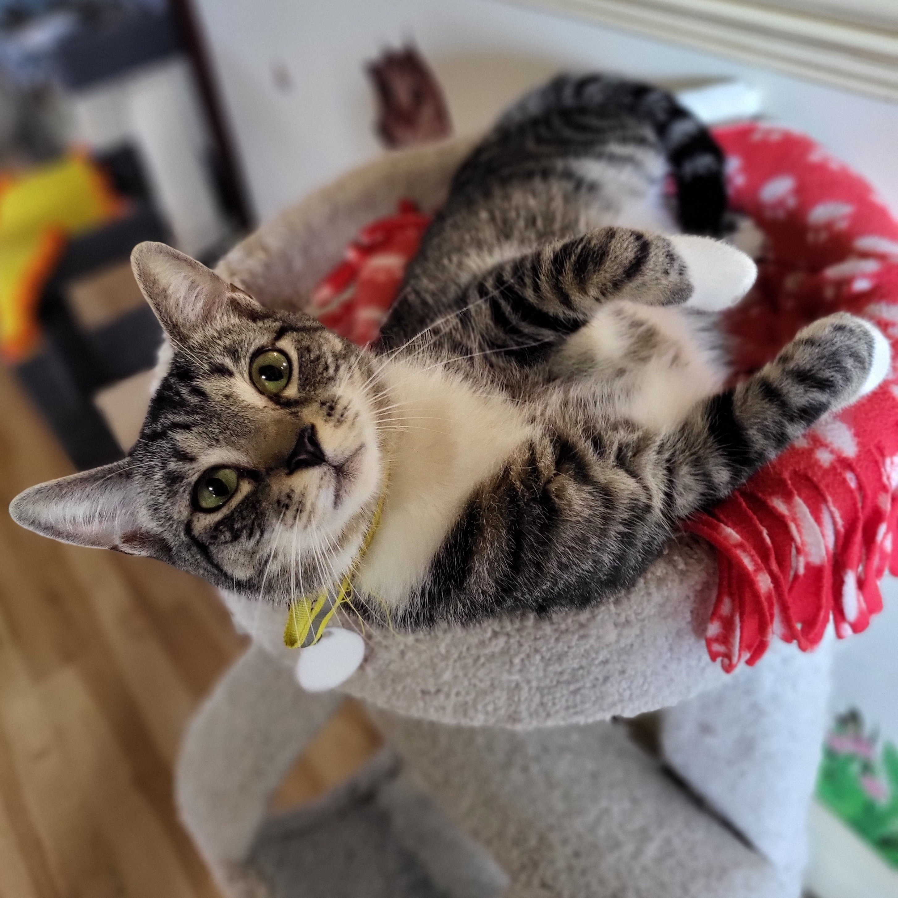 Mello, adoptable, Adult Male Domestic Short Hair.
