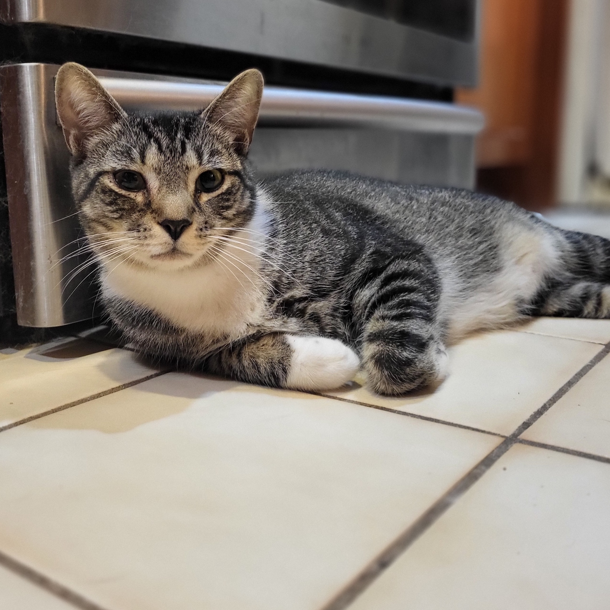 Enlarge Mello, an adoptable Domestic Short Hair in East Brunswick, NJ image 2/4