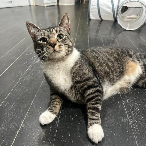 Enlarge Mello, an adoptable Domestic Short Hair in East Brunswick, NJ image 2/6