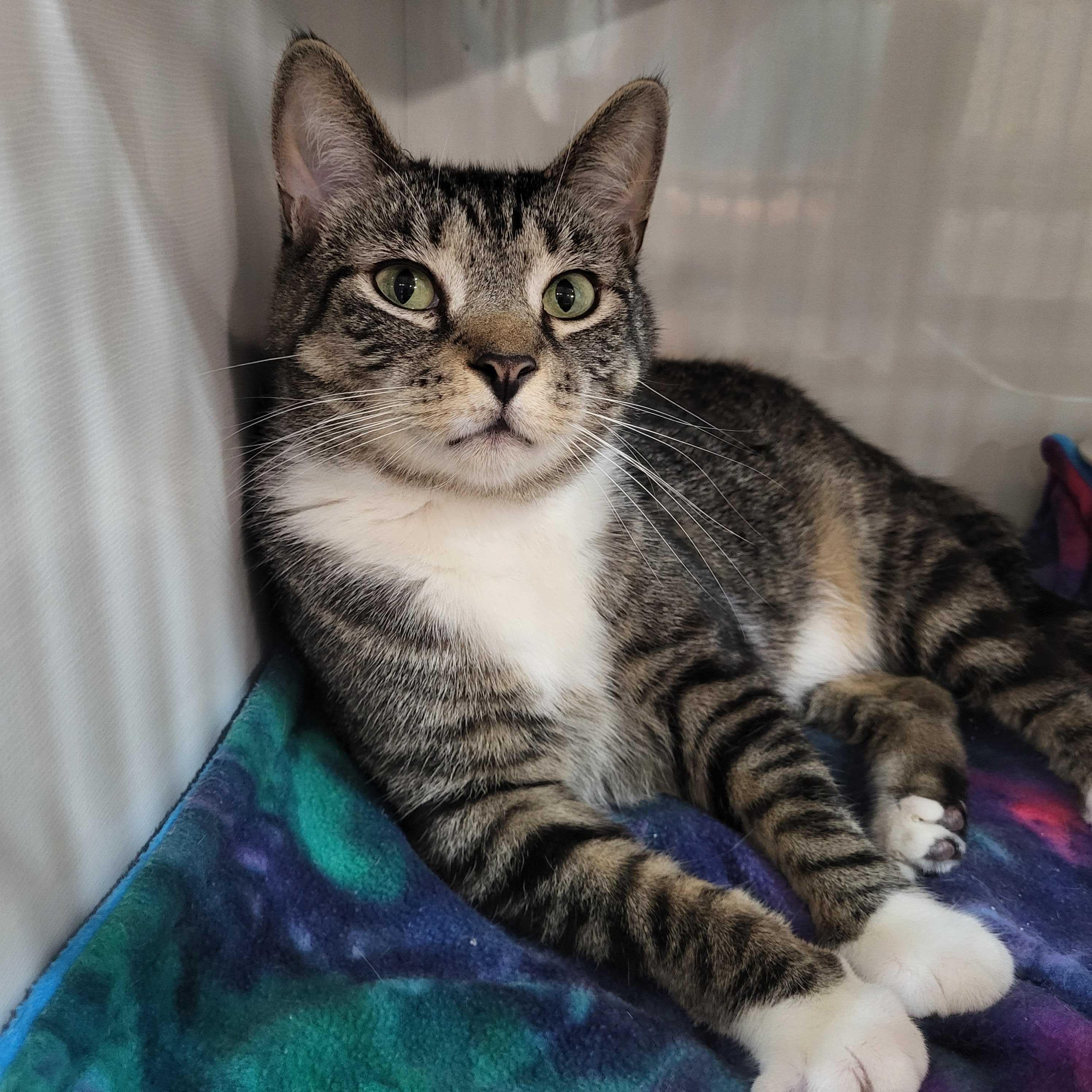 Enlarge Mello, an adoptable Domestic Short Hair in East Brunswick, NJ image 6/6