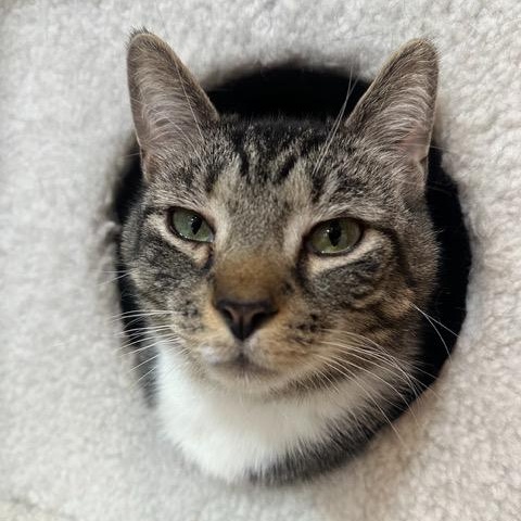 Enlarge Mello, an adoptable Domestic Short Hair in East Brunswick, NJ image 3/6