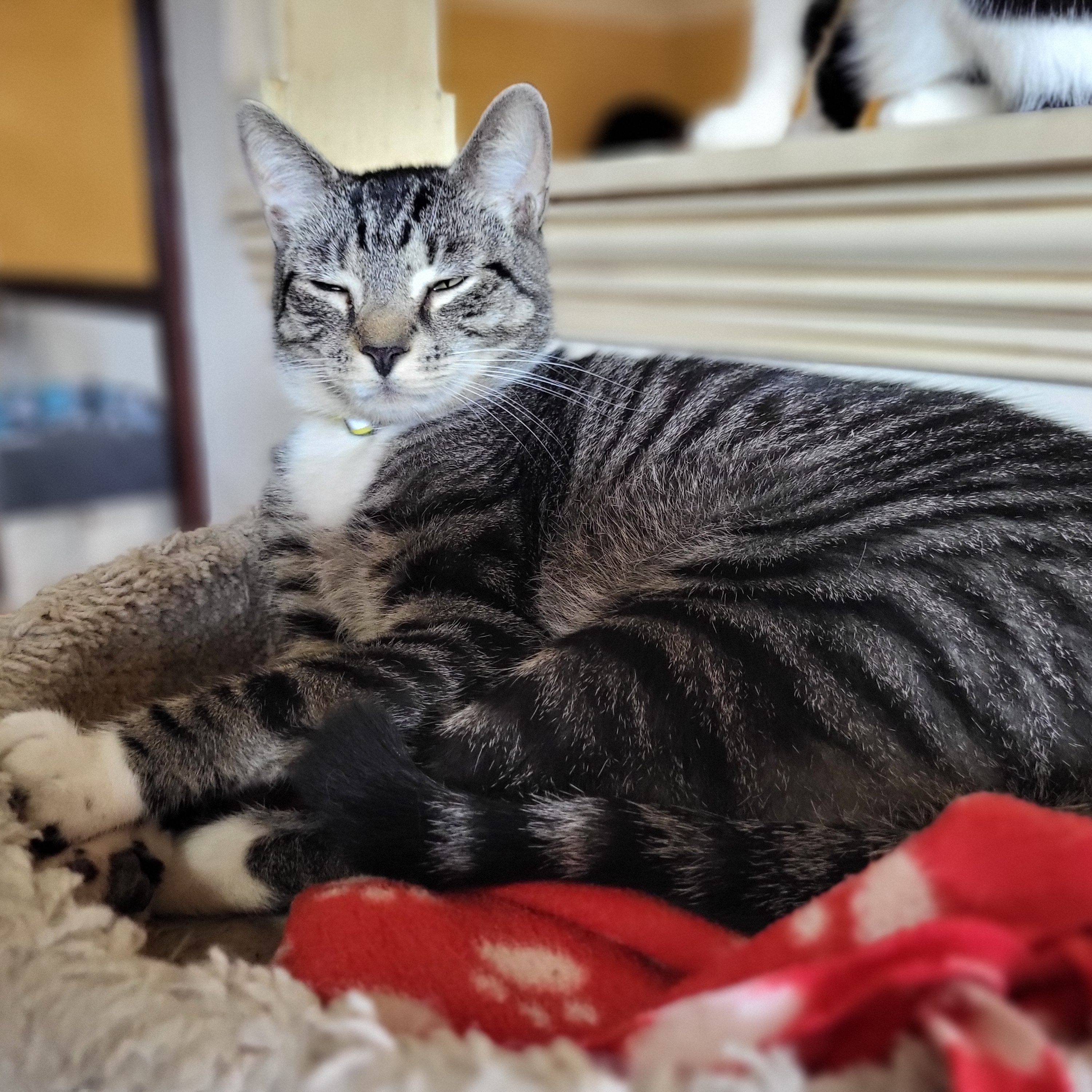 Enlarge Mello, an adoptable Domestic Short Hair in East Brunswick, NJ image 4/4